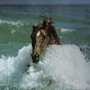 Obrazek